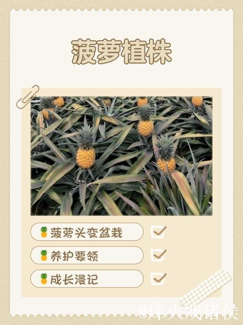 详细讲解菠萝种植方法高清视频教程 详细讲解菠萝种植方法高清视频教程